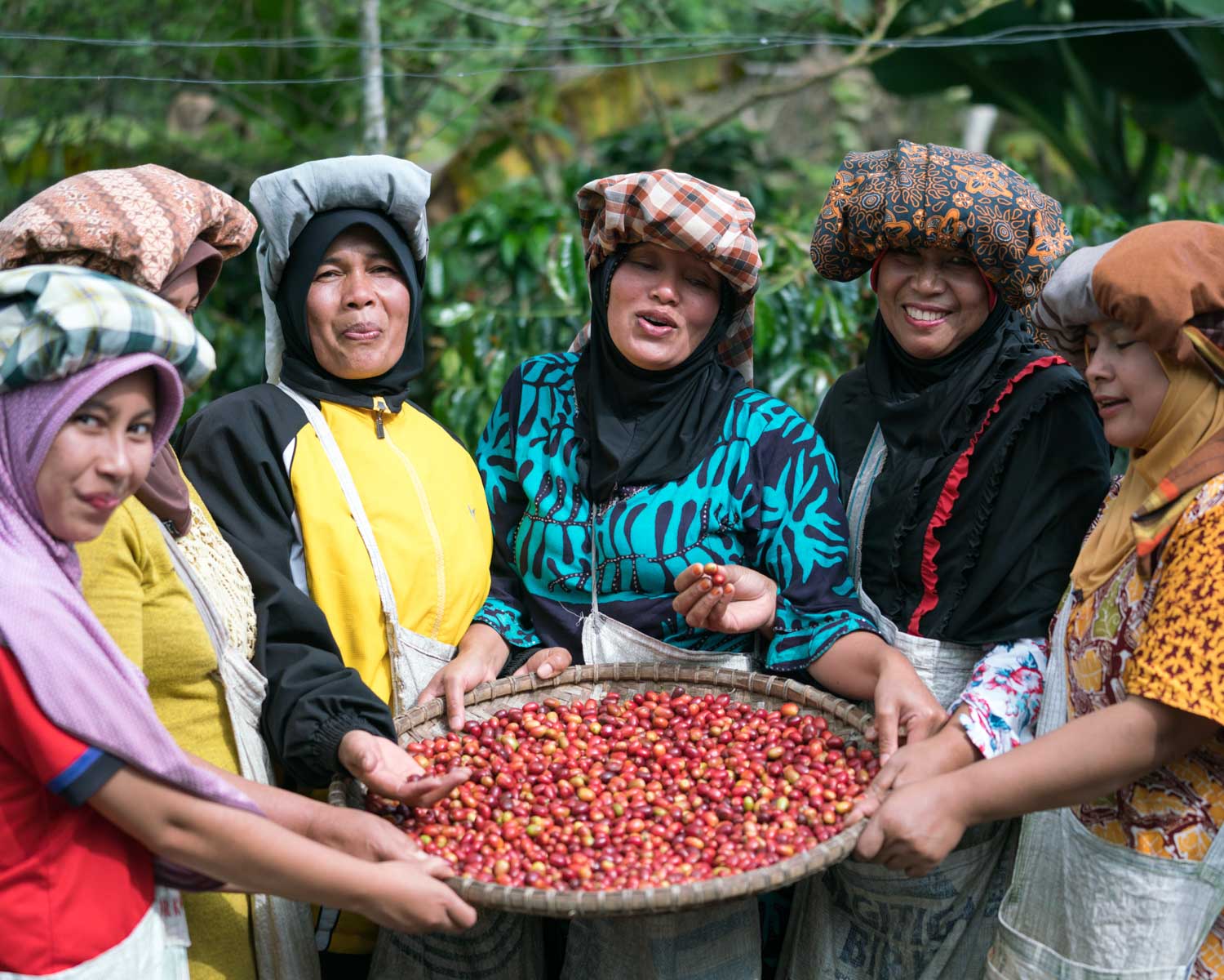 Coffee farms